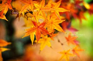 Maple-Leaves-on-a-tree-in-fall-colors