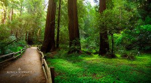 Muir-Woods-National-Monument-Mill-Valley-Marin-County-California