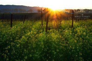 Sunrise-over-the-vineyards-with-blooming-wild-mustard-in-Napa-Valley-California