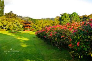 Bougainvillea-in-the-garden-at-Lodge-at-Koele-Resort-Lanai-Hawaii
