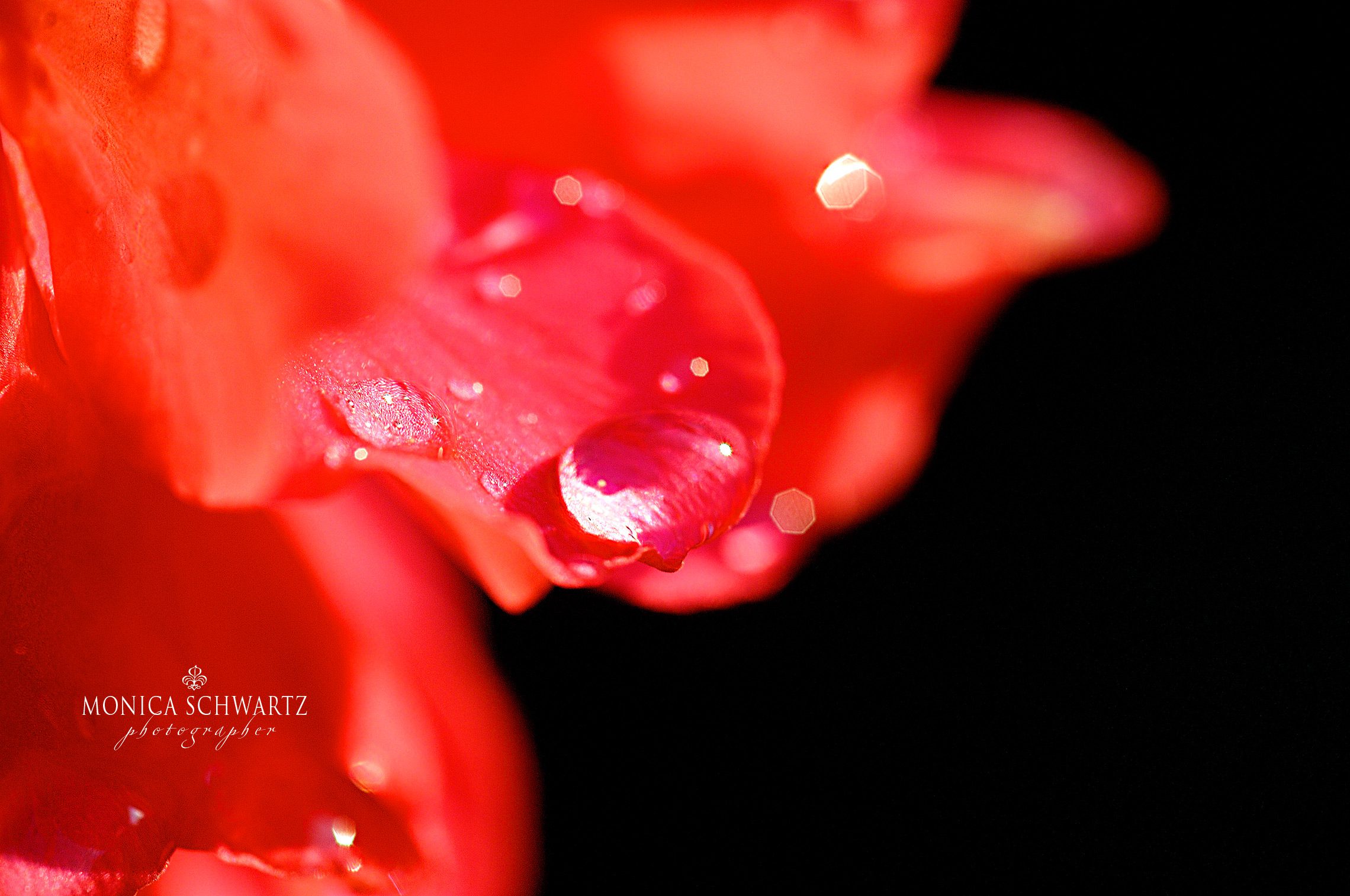 Rain-drop-on-red-geranium-petal-macro-image