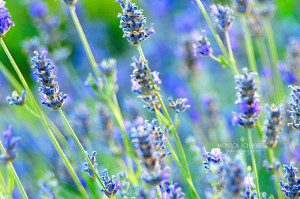 Lavender-in-bloom