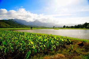 Taro-fields-in-Hanalei-Valley-Kauai-Hawaii