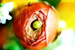 Ranunculus-bud-macro-image