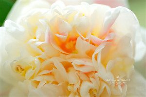 White-camellia-blossom