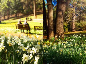 Daffodil-Hill-at-MacLaughlin-Ranch-Volcano-Sutter-County-California