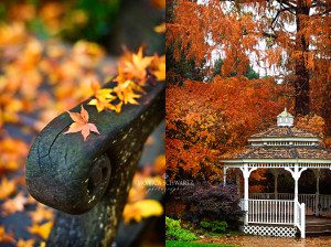 Fall-at-Marin-Art-and-Garden-Center-Ross-California