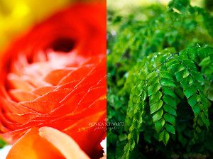 Red-ranunculus-and-green-ferns-with-raindrops