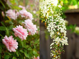 Pink-Roses-and-Hawthorne-blooming-in-the-spring