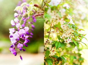 Blossoming-wisteria-and-white-blossom-on-a-tree-in-spring