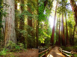 North-Sonoma-Mountain-Park-and-Muir-Woods-National-Monument-California