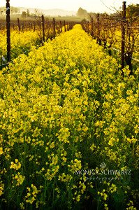 Sunrise-in-the-vineyard-filled-with-wild-mustard-Napa-Valley