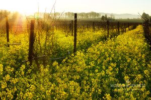 Sunrise-in-the-vineyard-filled-with-wild-mustard-Napa-Valley