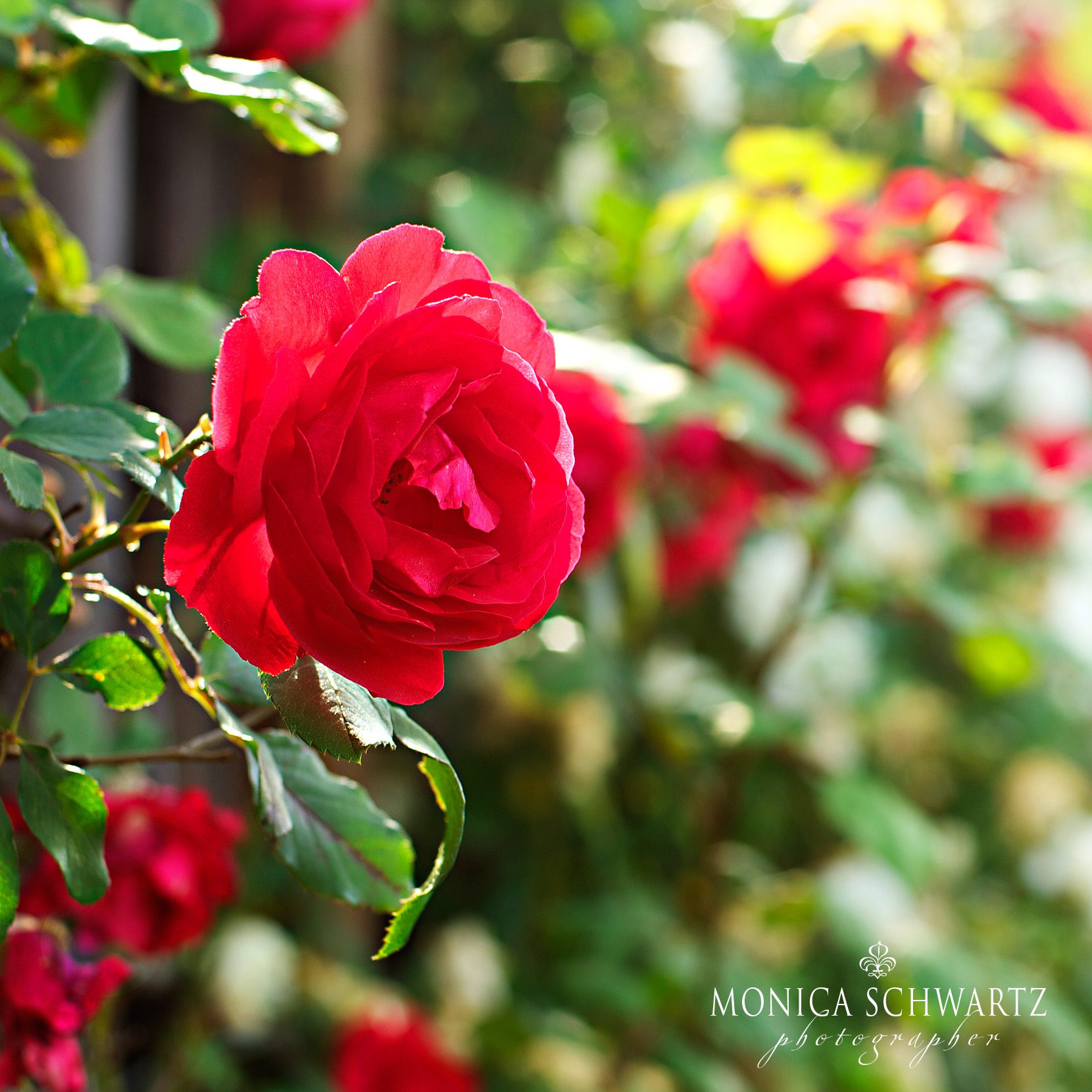 Red-vine-roses-blooming-in-spring