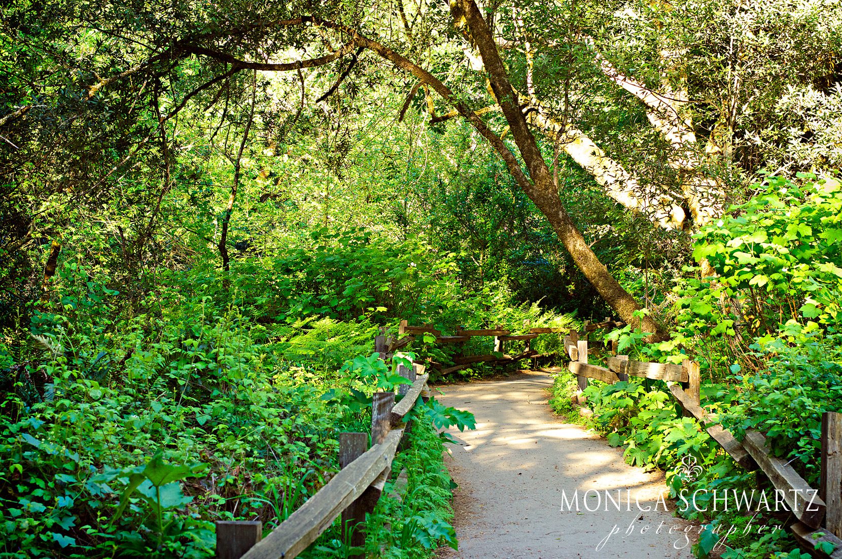 Pathway-Into-Muir-Woods-National-Park-Marin-Coutny-California