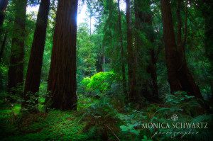 The-Redwoods-at-Muir-Woods-National-Monument-Main-County-California