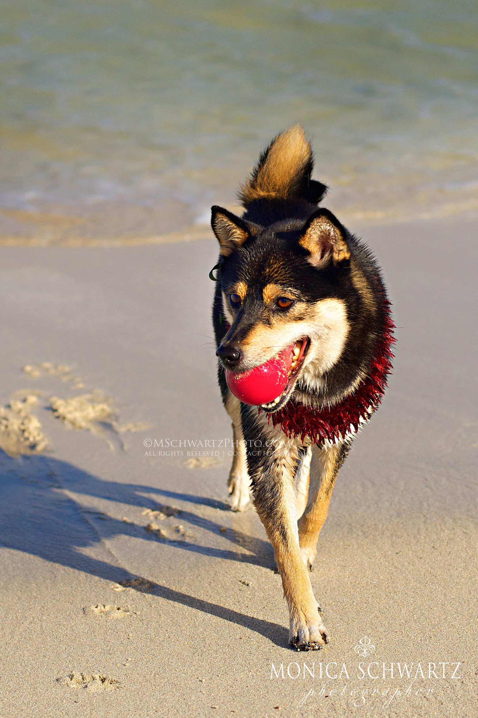 Aki-Hime-Shiba-Inu-female-dog-at-Kailua-Beach-Oahu-Hawaii