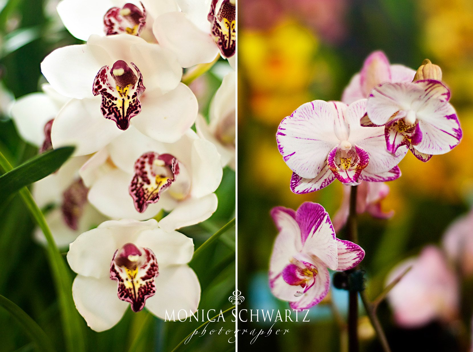 Orchids-at-the-Pacific-Orchid-Exposition-at-Fort-Mason-Center-San-Francisco-2016