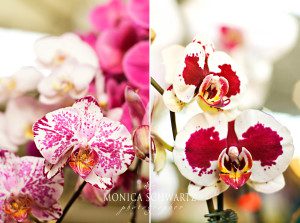 Orchids-at-the-Pacific-Orchid-Exposition-at-Fort-Mason-Center-San-Francisco-2016
