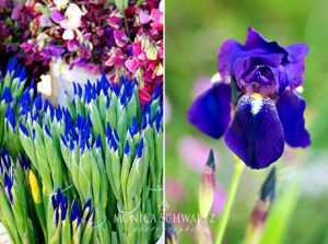 Blue-Irises-Flowers