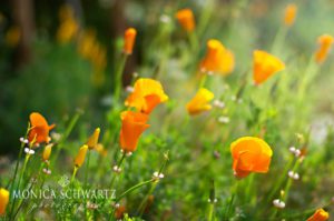 California-poppies-in-the-morning-light