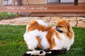 Tyler-Tibetan-Spaniel-dog-sniffing-the-breeze