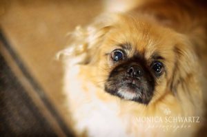 Cody-Tibetan-Spaniel-dog-looking-cute