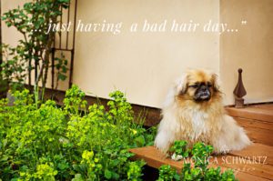 Cody-Tibetan-Spaniel-dog-having-a-bad-hair-day