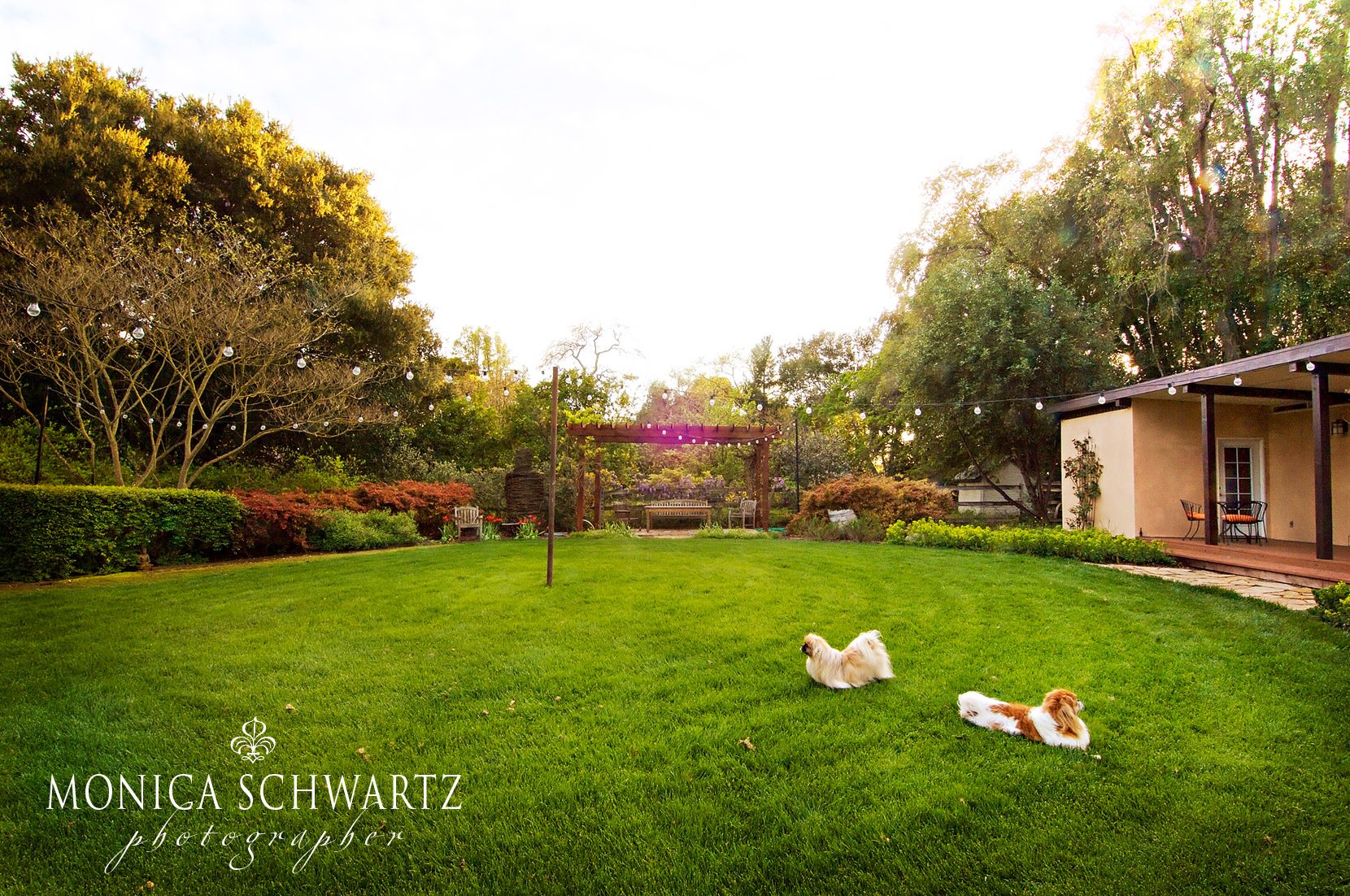 Cody-and-Tyler-Tibetan-Spaniel-Dogs-playing-in-the-garden