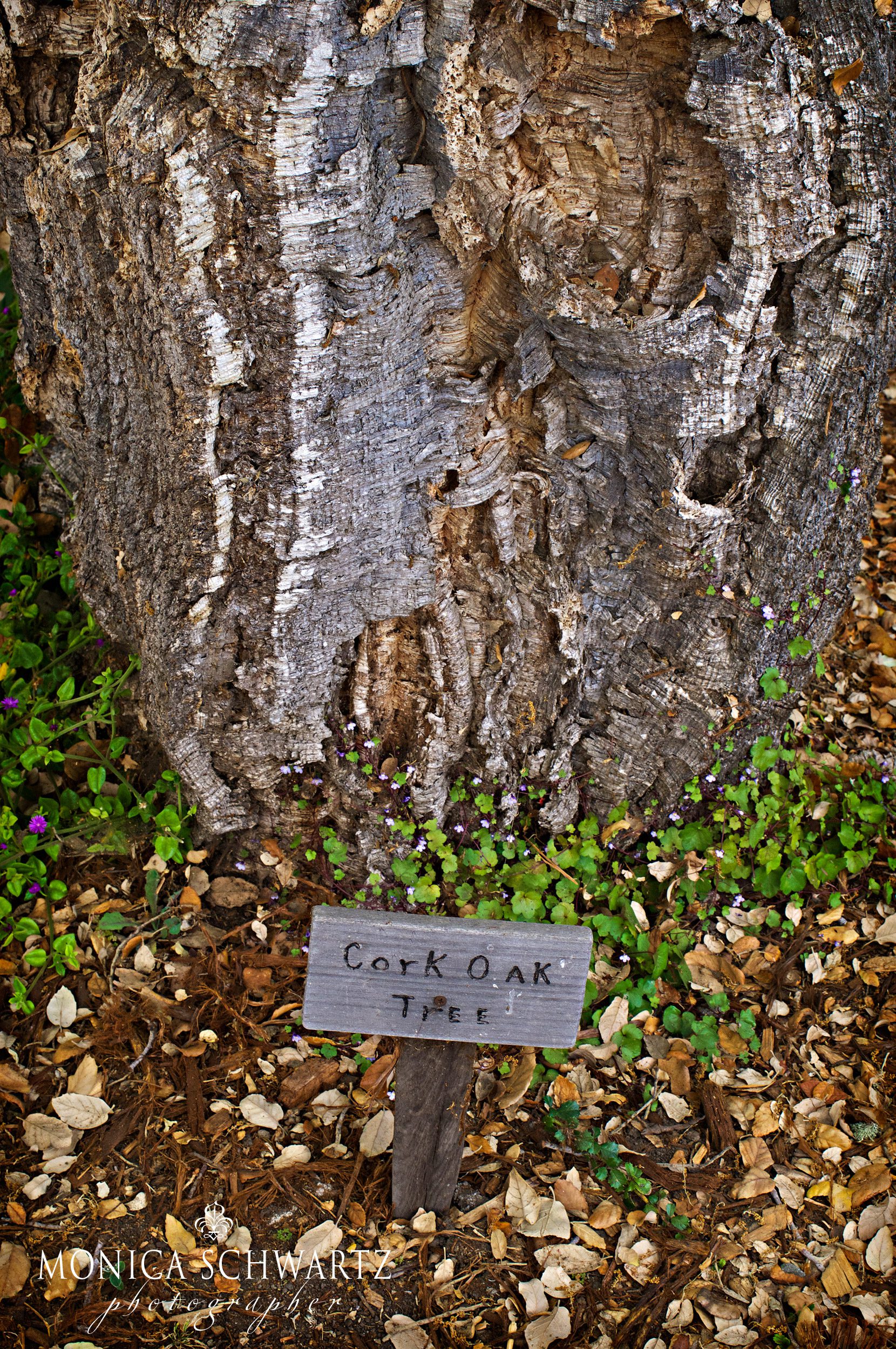 Cork-Oak-Tree-Trunk-at-the-Mission-San-Carlos-Borromeo-Del-Rio-Carmelo-Carmel-by-the-Sea-California