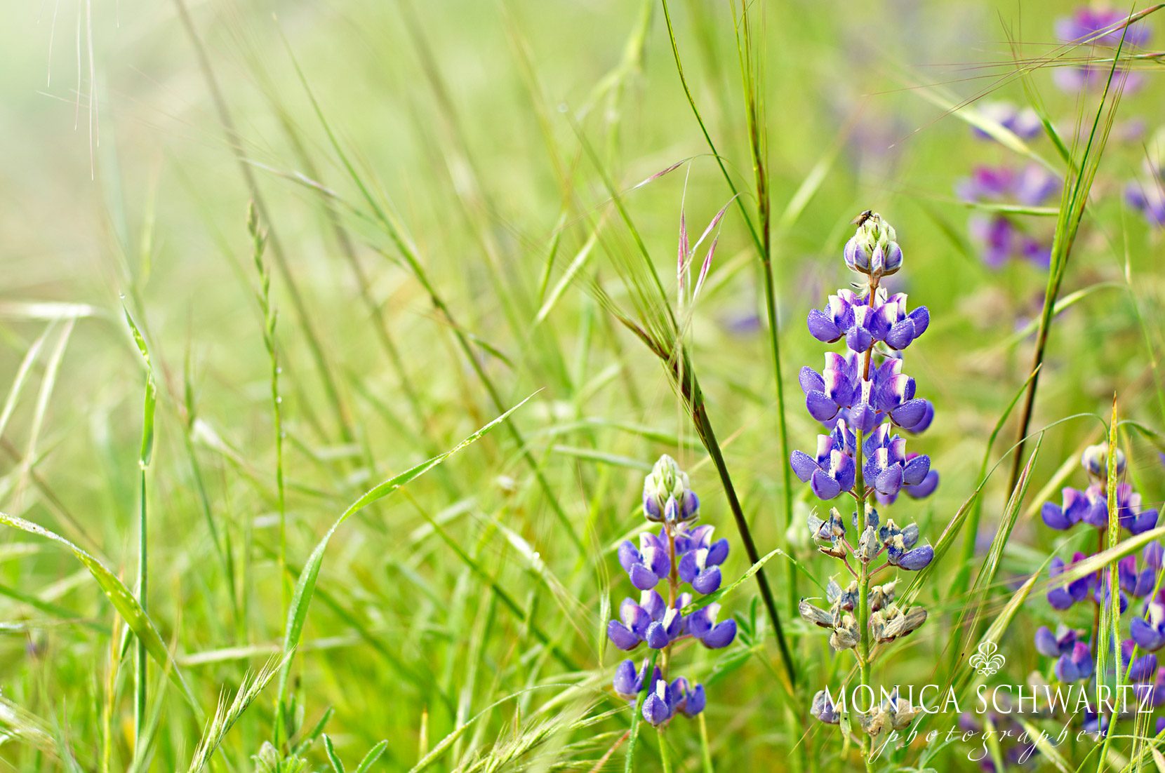 California-lupines-in-bloom-among-the-grasses