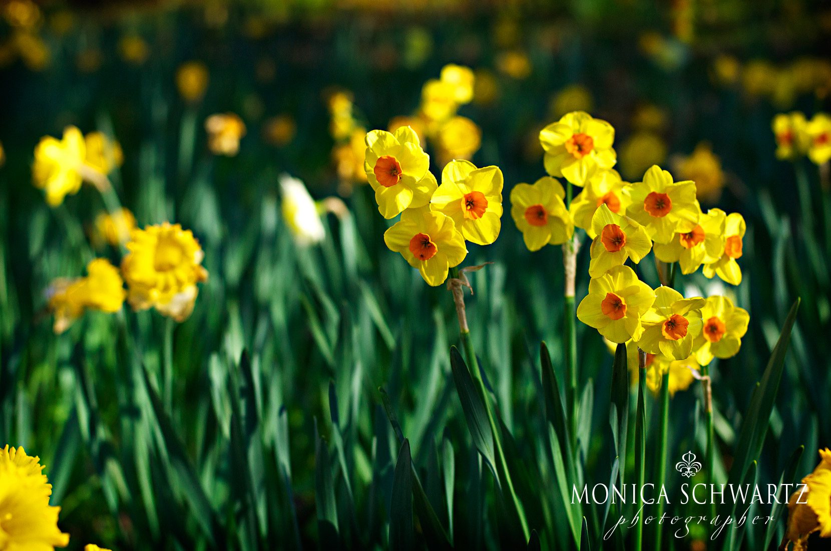 Daffodils-in-bloom-at-McLaughlins-Daffodil-Hill-Volcano-California