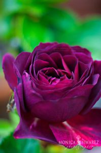 Purple-rose-in-bloom