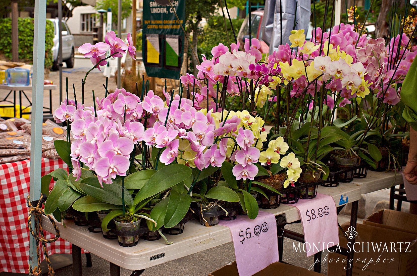 Orchids-at-the-farmers-market-in-Carmel-by-the-Sea-California