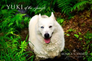 Yuki-White-Siberian-Husky-dog-in-Hawaii