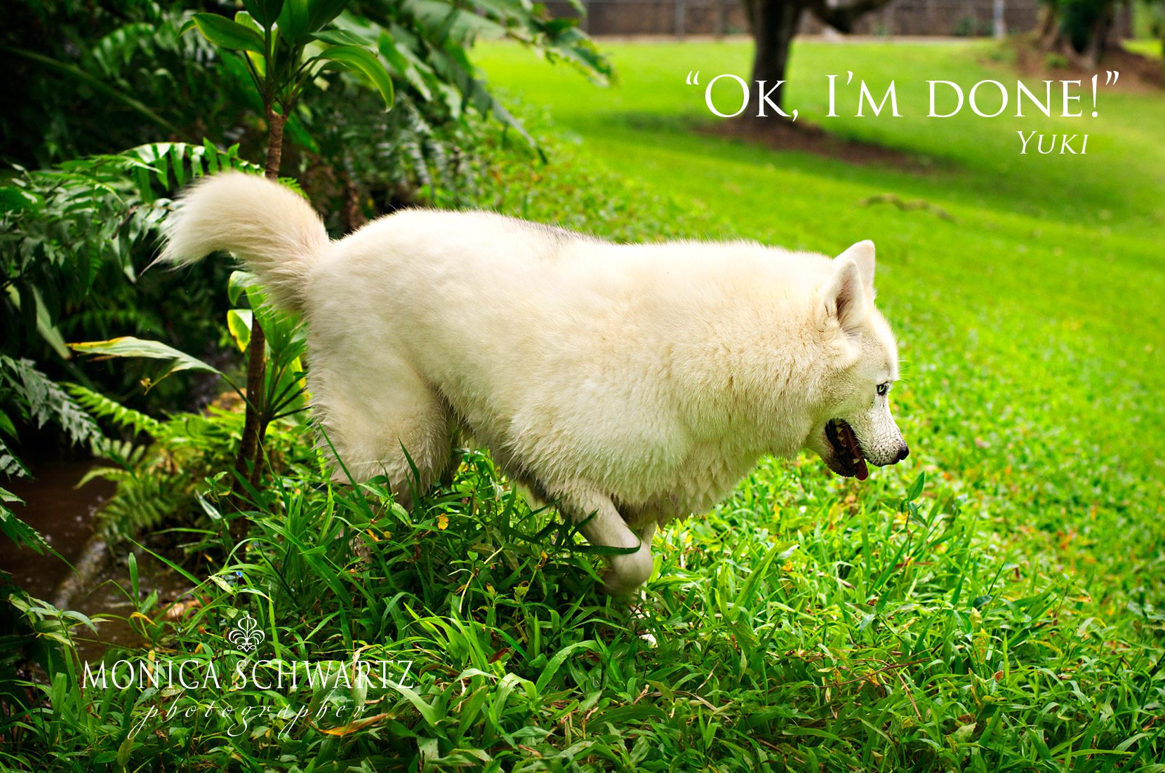 Yuki-White-Siberian-Husky-dog-in-Hawaii