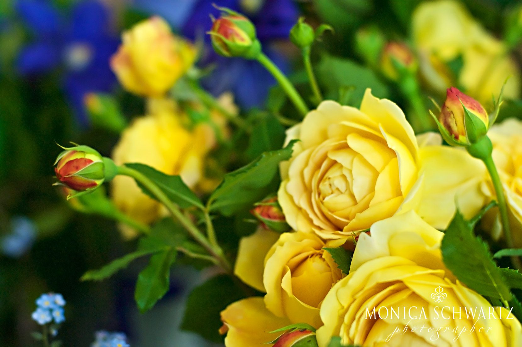 Yellow-Roses-at-the-Shed-in-Healdsburg-California
