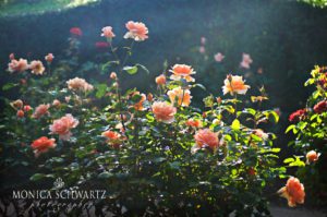 Rose-Garden-at-Sunset-in-Napa-Valley-California