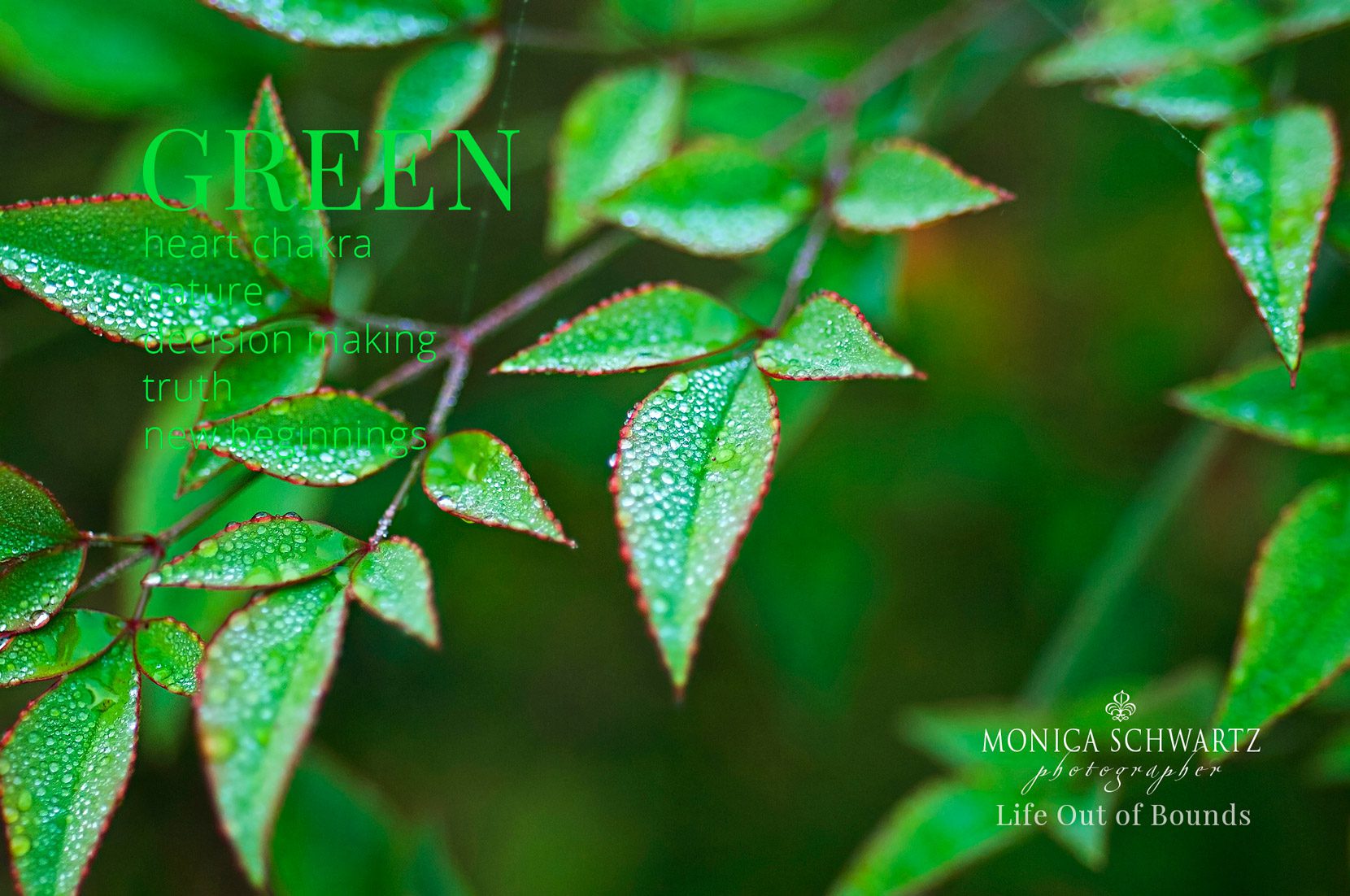 Dewdrops-On-Nandina-desktop-wallpaper-color-and-wellbeing-green