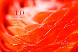 Blooming-ranunculus-desktop-wallpaper-Color-and-Wellbeing-red