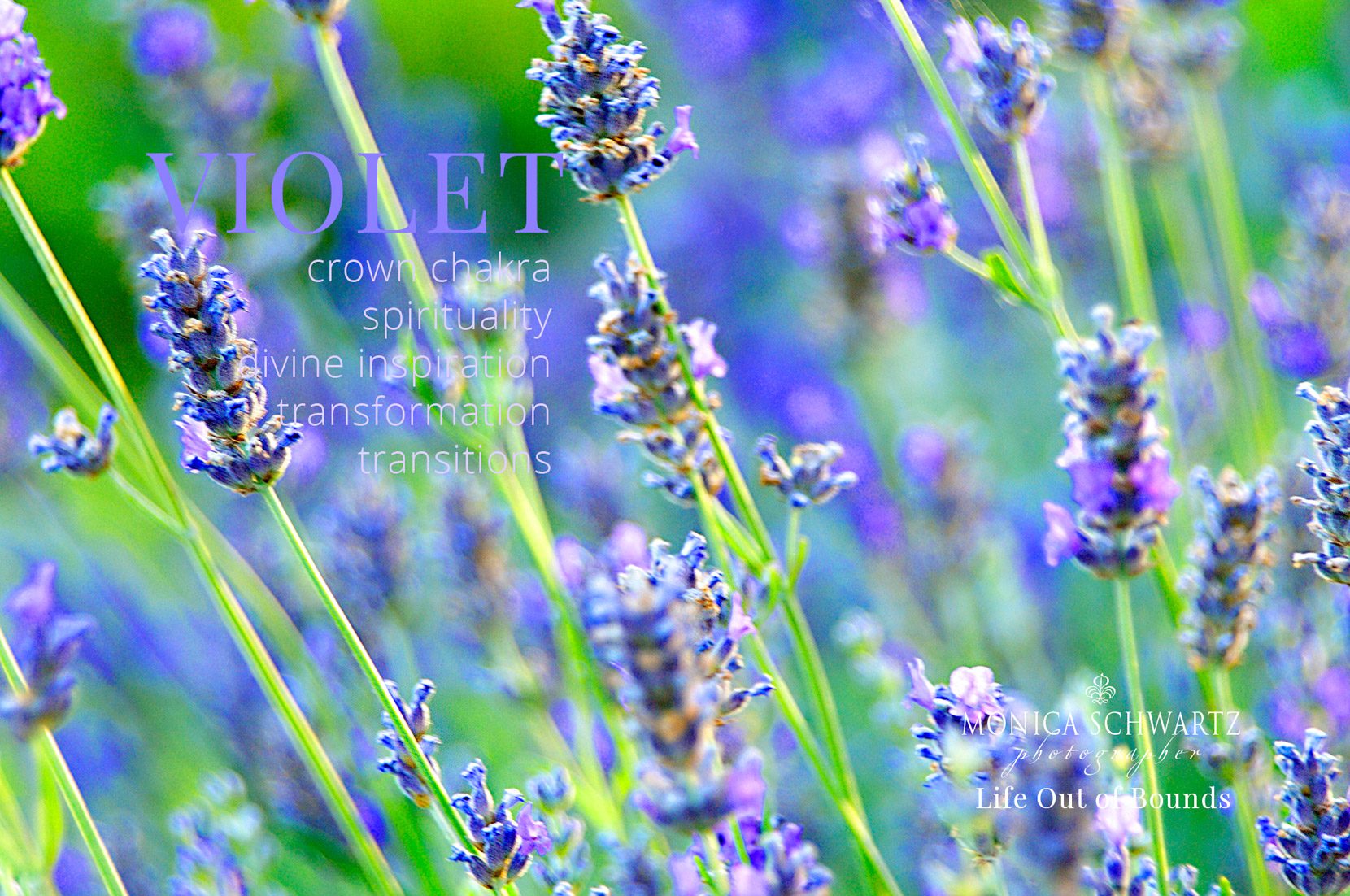 Blooming-lavender-desktop-wallpaper-color-and-wellbeing-violet