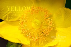 Yellow-flower-blossoming-desktop-wallpaper-Color-and-Wellbeing-series-yellow