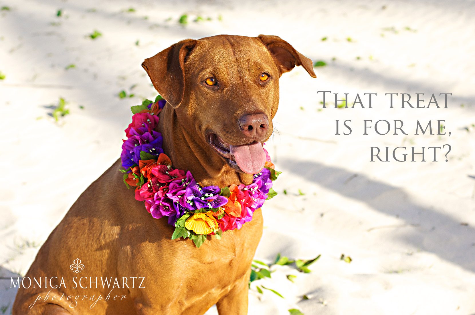 Lani-Labrador-Ridgeback-mix-breed-dog-at-Kailua-Beach-Oahu-Hawaii