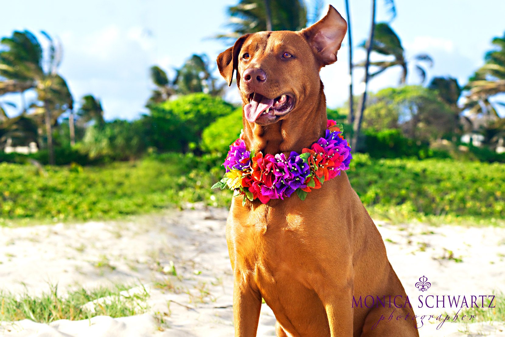Lani-Labrador-Ridgeback-mix-breed-dog-at-Kailua-Beach-Oahu-Hawaii