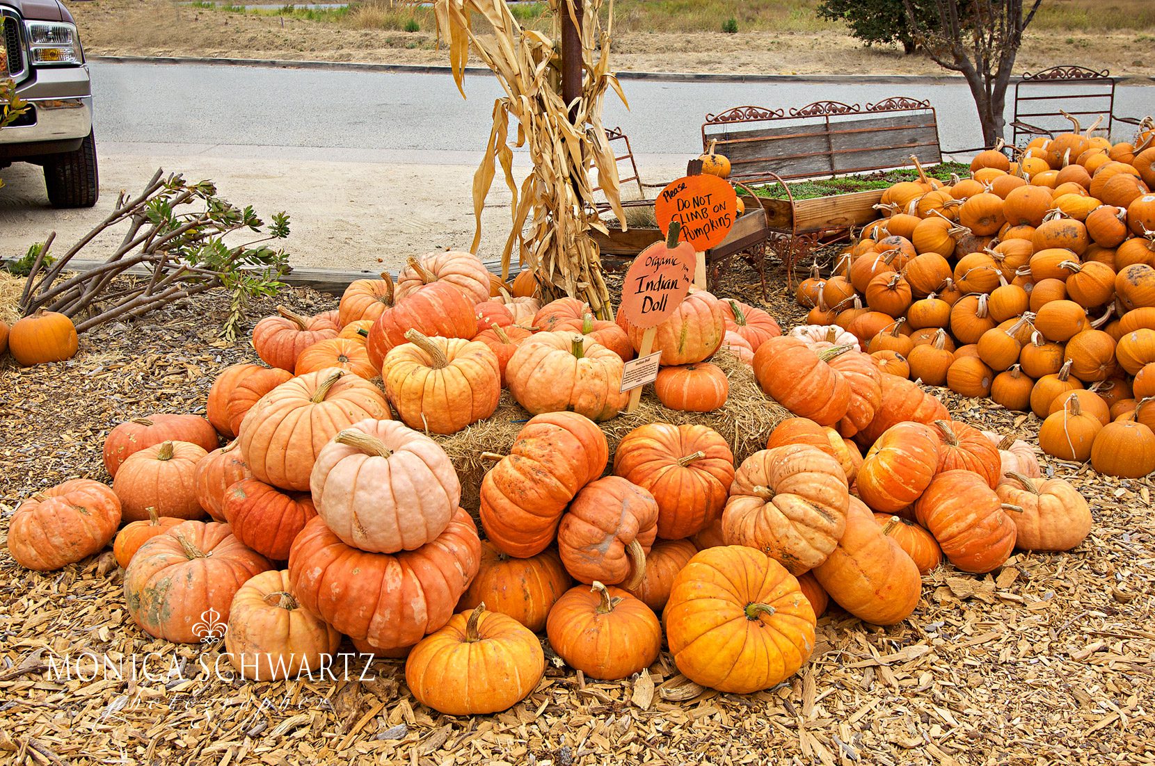 Pumpkin-Patch-at-Earthbound-Farms-farm-stand-in-Carmel-Valley-California