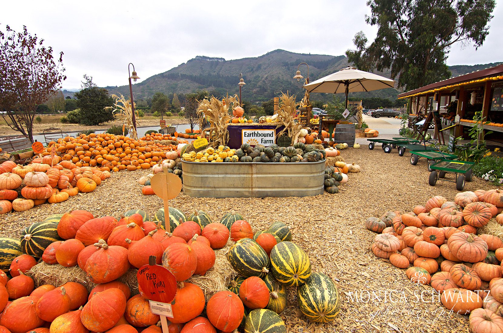 Pumpkin-Patch-at-Earthbound-Farms-farm-stand-in-Carmel-Valley-California