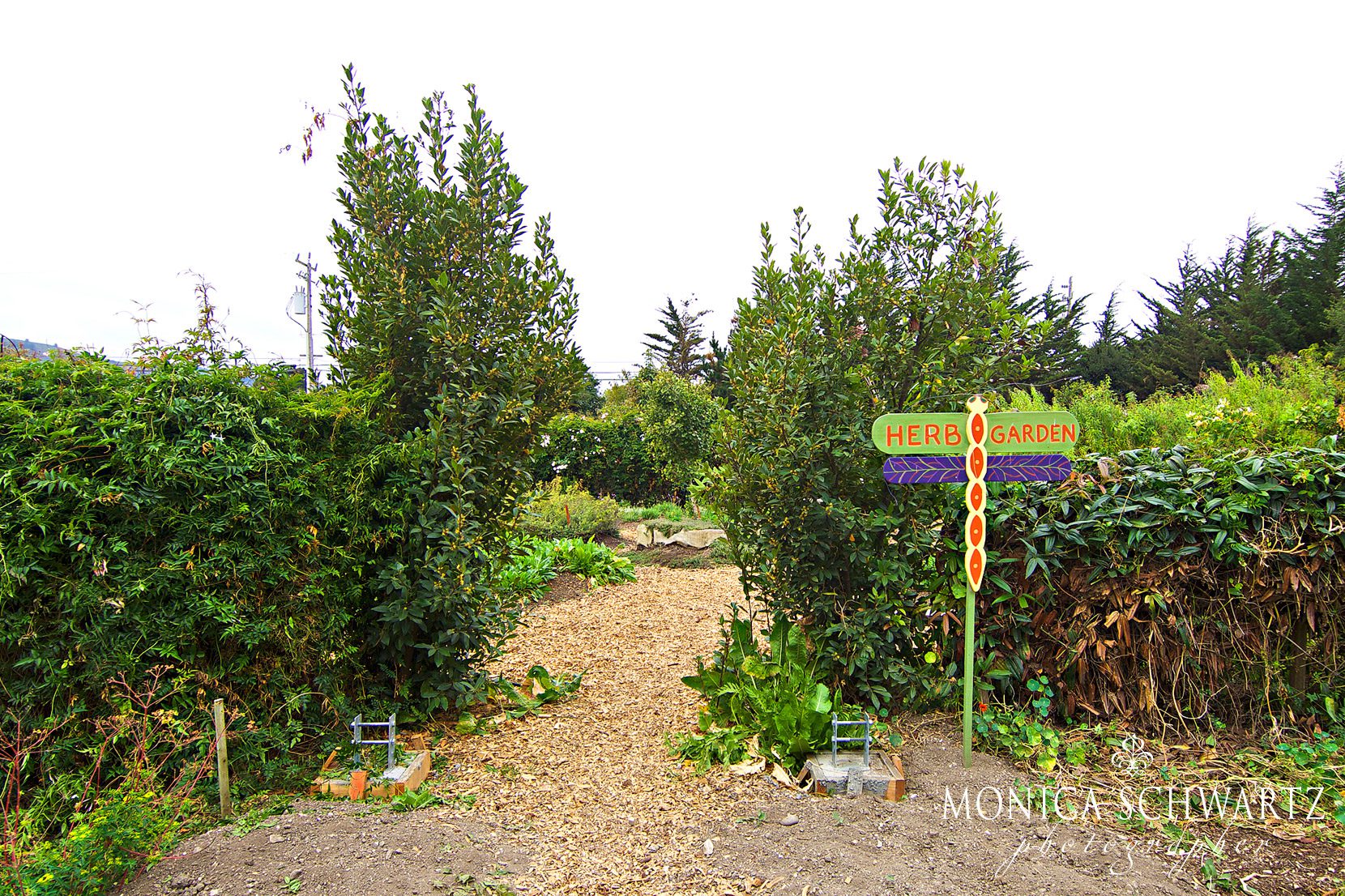 Herb-garden-at-Earthbound-Farms-in-Carmel-Valley-California