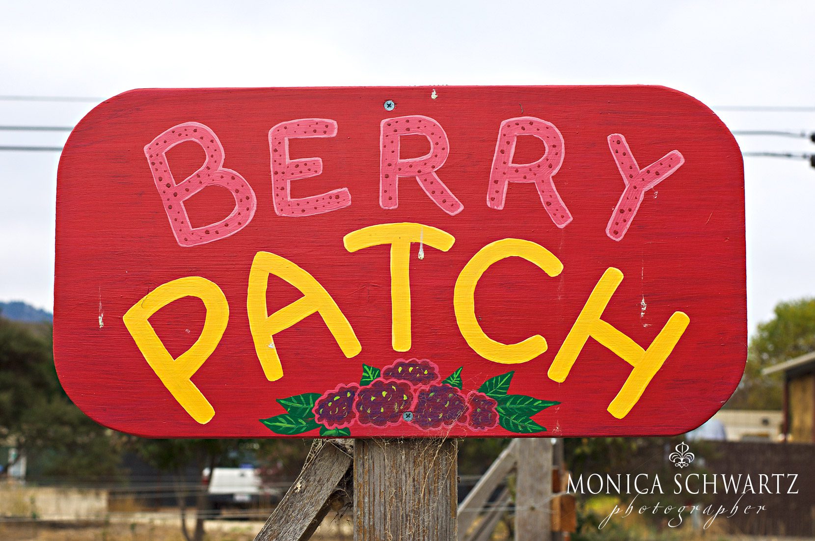Berry-Patch-sign-at-Earthbound-Farms-in-Carmel-Valley-California