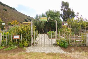 Kitchen-garden-at-Earthbound-Farms-in-Carmel-Valley-California