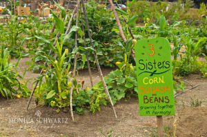 Corn-Squash-and-Beans-at-Earthbound-Farms-in-Carmel-Valley-California